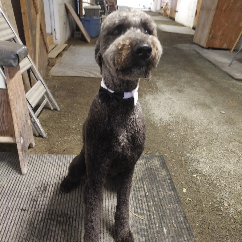 Apollo in his birthday outfit.