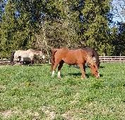 Horses in the field behind the barn.