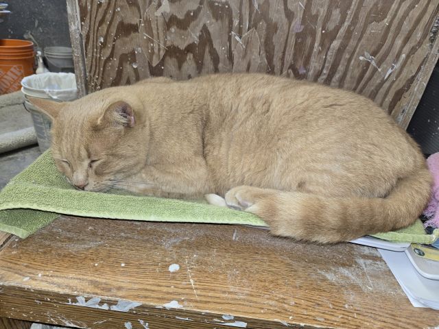 Pickles the Barn Cat.