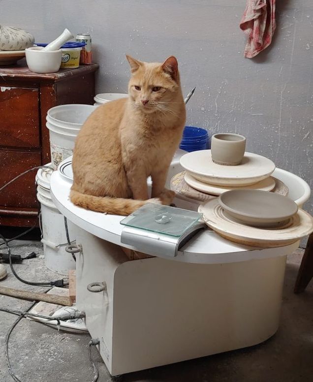 Pickles the cat, showing off his wheel sitting skills.